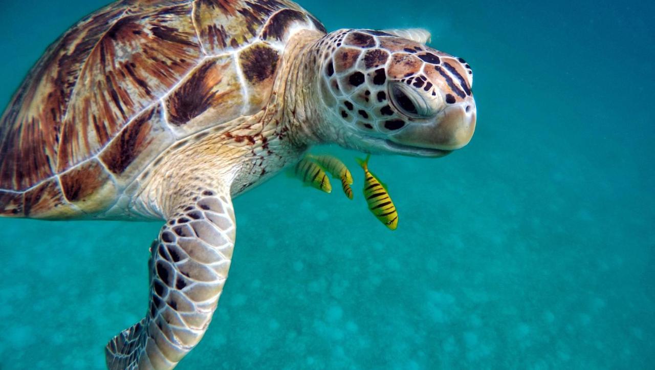 Superbe Bord De Mer, Acces Lagon Et Piscine Privee Paea Exterior foto